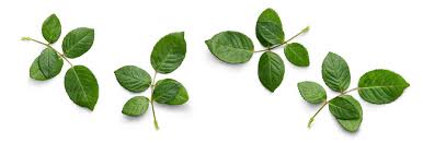 Flower Leaves